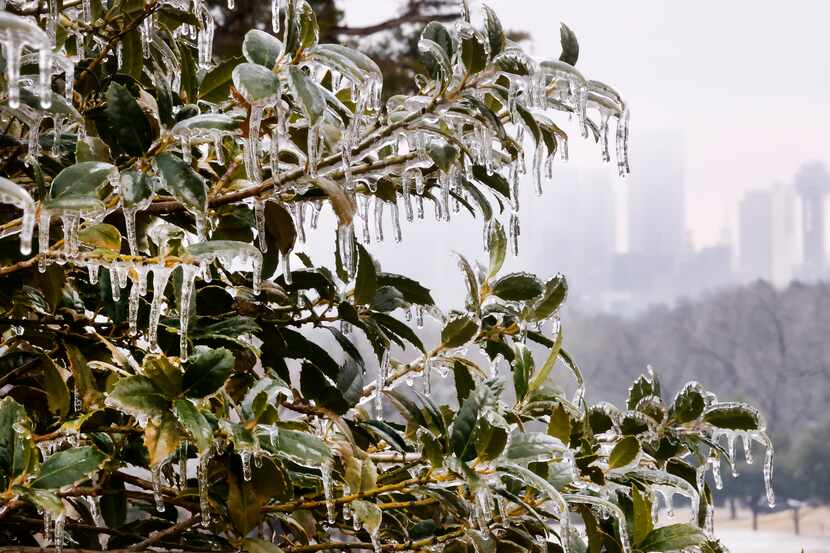 After several rounds of freezing rain overnight, ice formed on trees and bushes in Stevens...