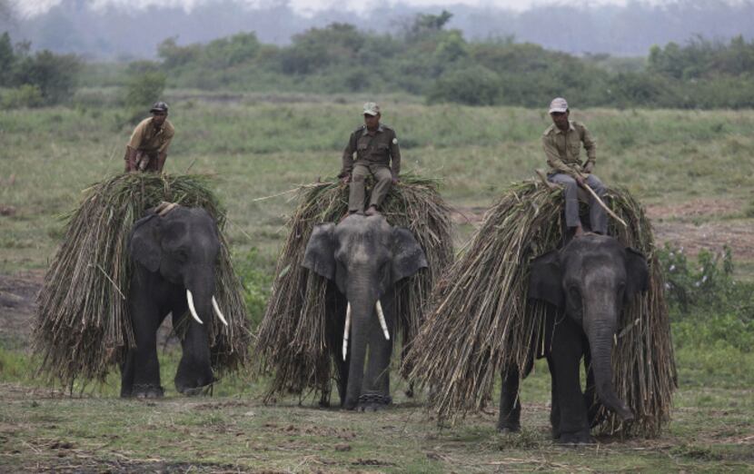 Mahouts return with their elephants after collecting fodder at the Kaziranga National Park...
