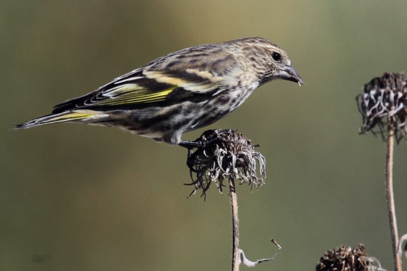 Pine Siskin, these may look like typical finches, but they'll perk the ears of many birders....