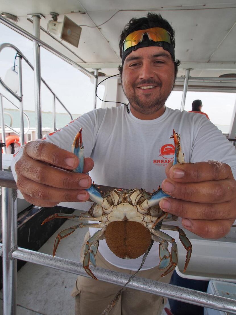 
Breakaway Cruises’ William Zavala shows off a blue crab caught during an eco-tour. The crab...