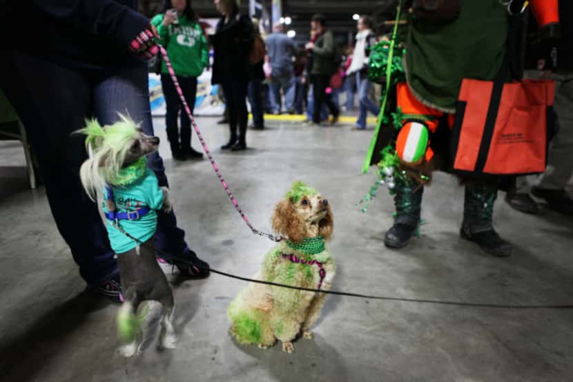 Vamparilla (left), a Chinese crested, and Xanadu, a mini poodle, were  decked out in green...
