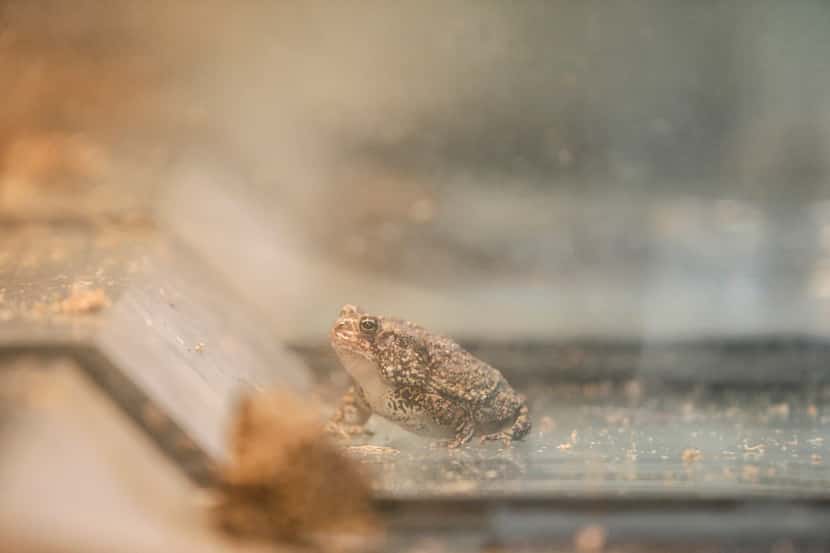 Endangered species, Anaxyrus houstonensis, commonly known as the Houston toad, sit in...