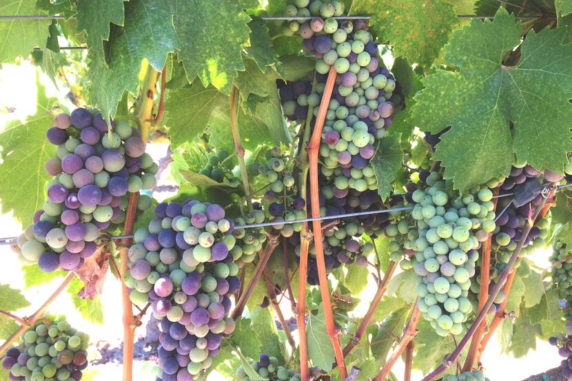 Grapes mature on the vine in late July at Viszlay Vineyards in Healdsburg, Calif. Harvest...