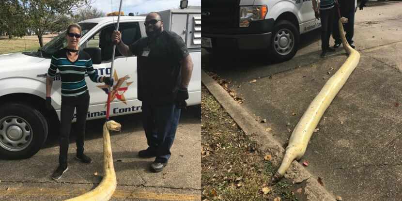 DeSoto Animal Control officers pose with a giant albino python found dead Saturday on Plaza...