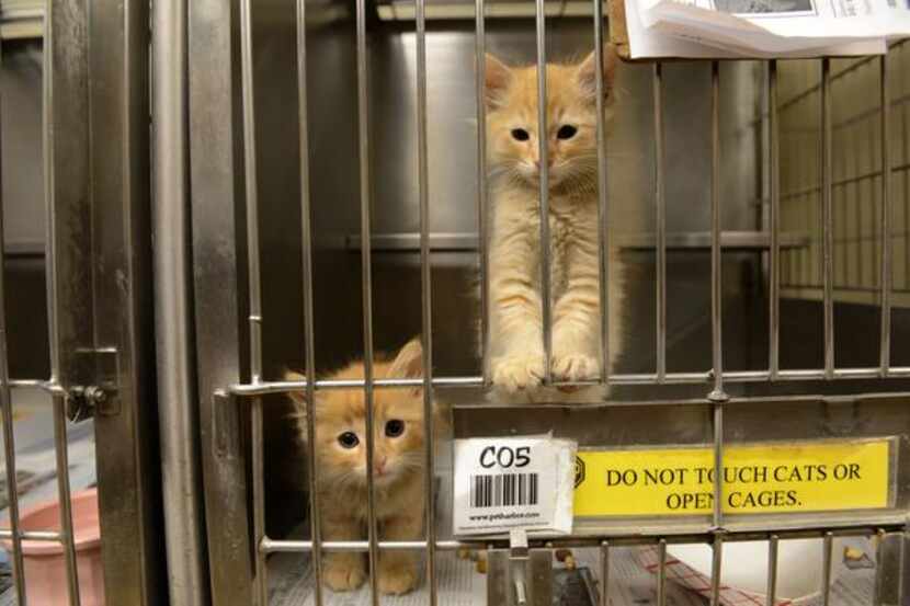 


Kittens await adoption at Garland Animal Services.





