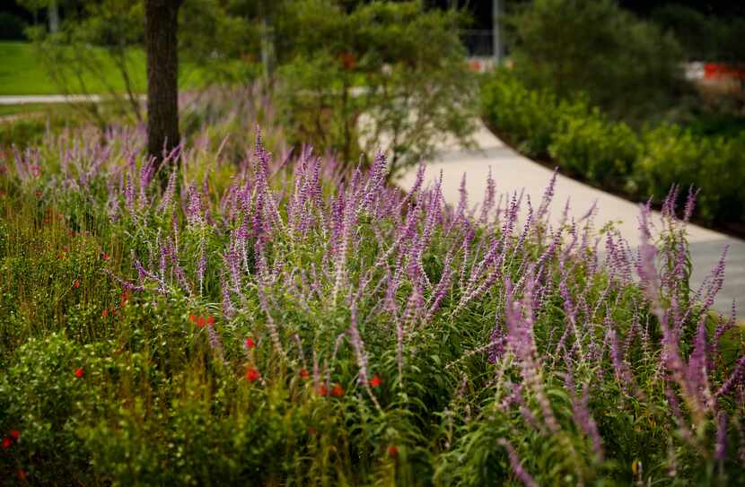 Pathways in Pacific Plaza, a new park opening Monday on the east side of downtown Dallas,...