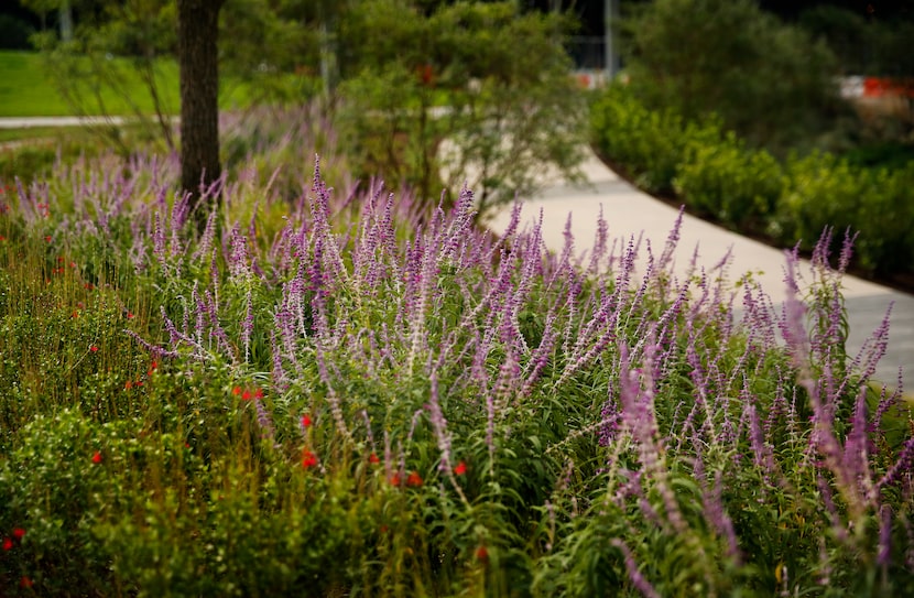 Pathways in Pacific Plaza, a new park opening Monday on the east side of downtown Dallas,...