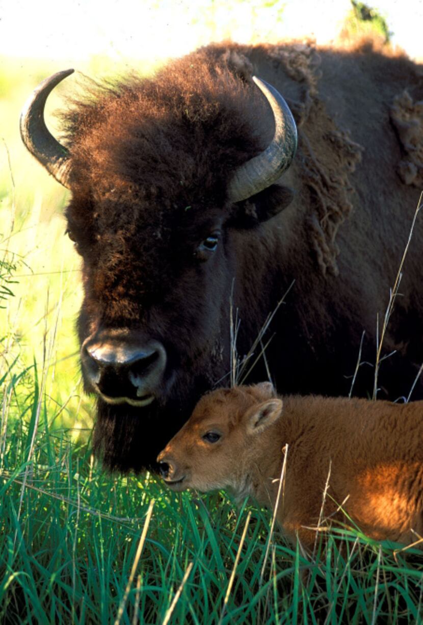The official bison herd of the state of Texas makes its home amid 700 acres of Caprock...
