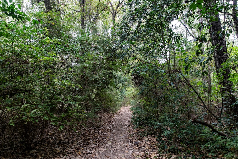 Foliage arches over the footpaths of the Old Fish Hatchery nature area. “It’s a special...