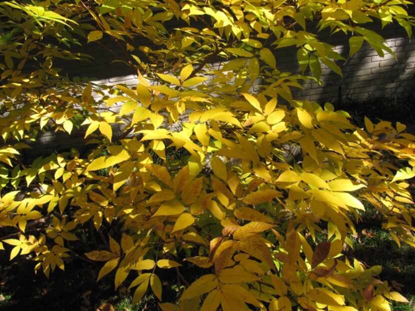 The Mexican buckeye tree has beautiful fall color.
