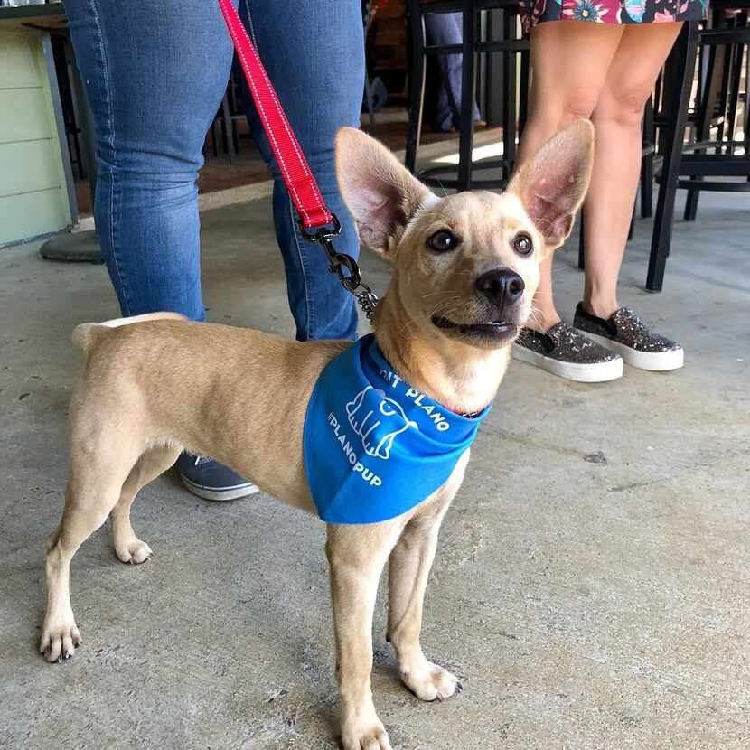 Get a free bandanna at the National Dog Day yappy hour at Henry's Tavern in Plano.