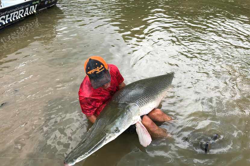 A client from Dinamark magazine holds the 8-foot alligator gar in the Trinity River. 