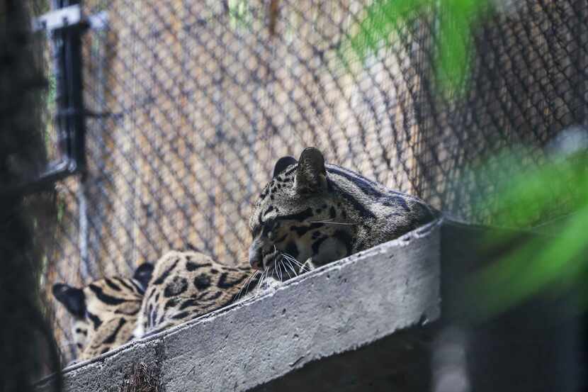Luna and Nova rest together inside their new habitat at the Dallas Zoo on Wednesday, Sept....
