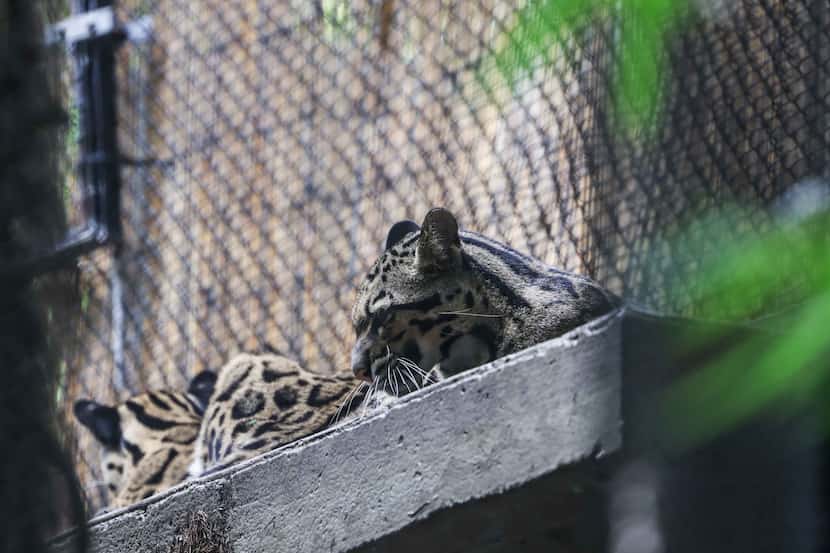 Luna and Nova rest together inside their habitat at the Dallas Zoo on Sept. 8, 2021.