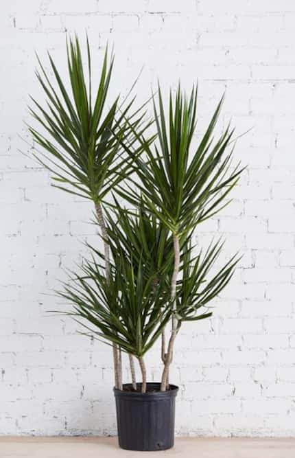 dracaena marginata plant against a white wall