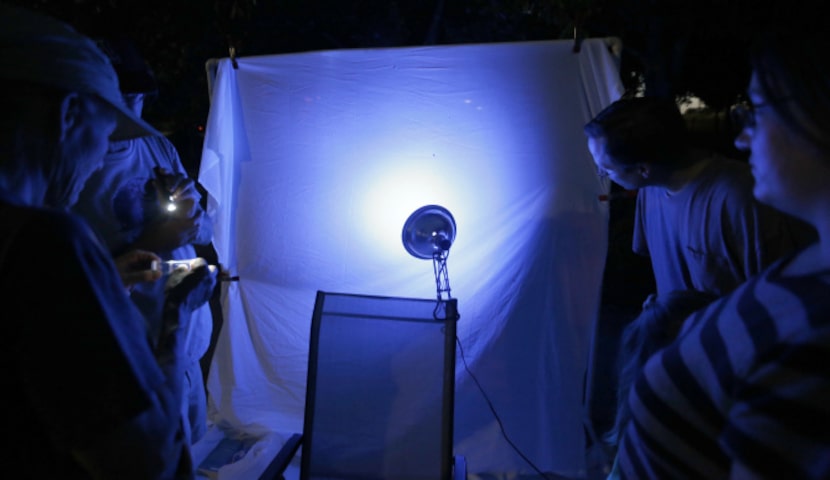 Texas Discovery Gardens staff and guests watch for moths to land on a white sheet...