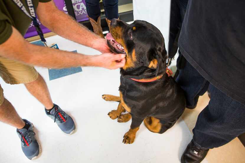 Ezekiel Elliott's dog Ace met the media at the SPCA of Texas on Oct. 17, 2016, during a pet...
