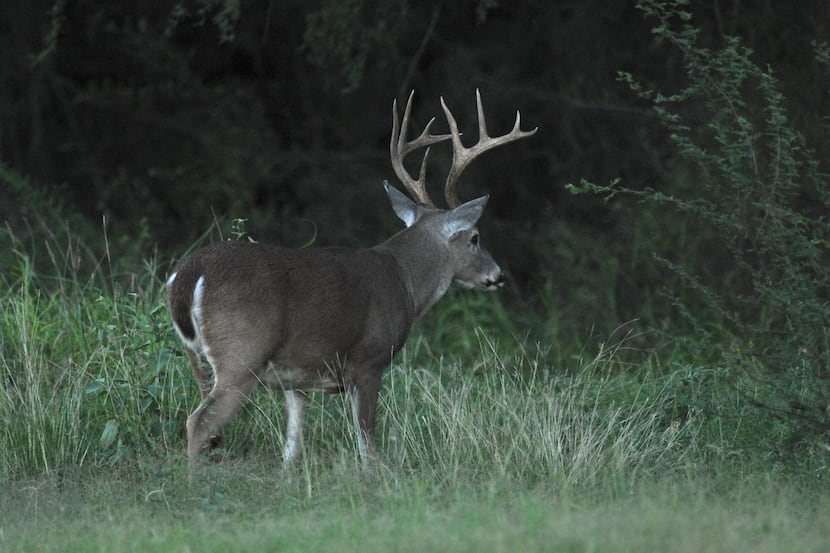 The general season for white-tailed deer gets underway on Nov. 7 in 252 Texas counties....