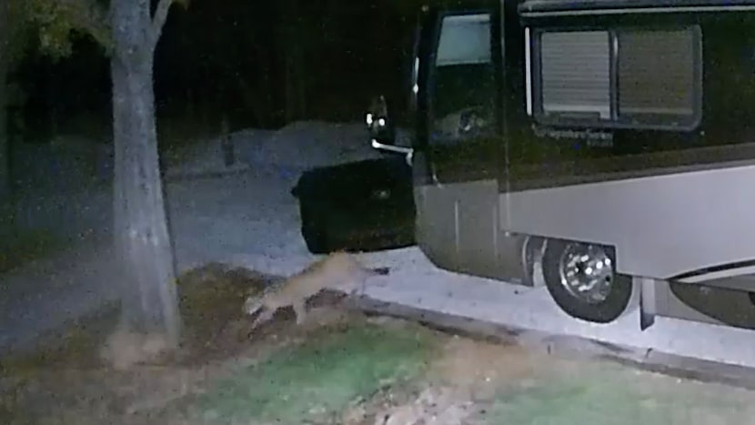 A screen grab of security video footage showing a mountain lion walking through an RV park...