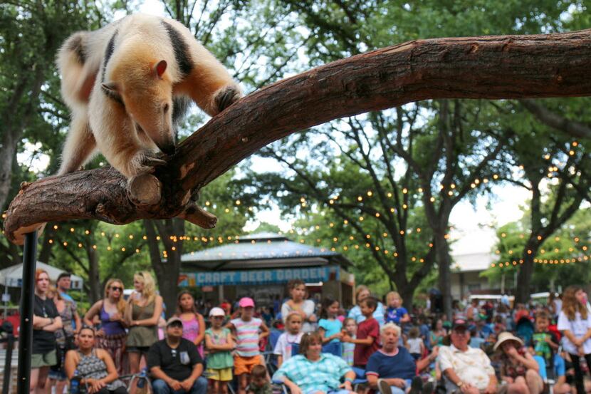 An Animal Adventures presentation with a small anteater kicks off a Safari Nights concert at...
