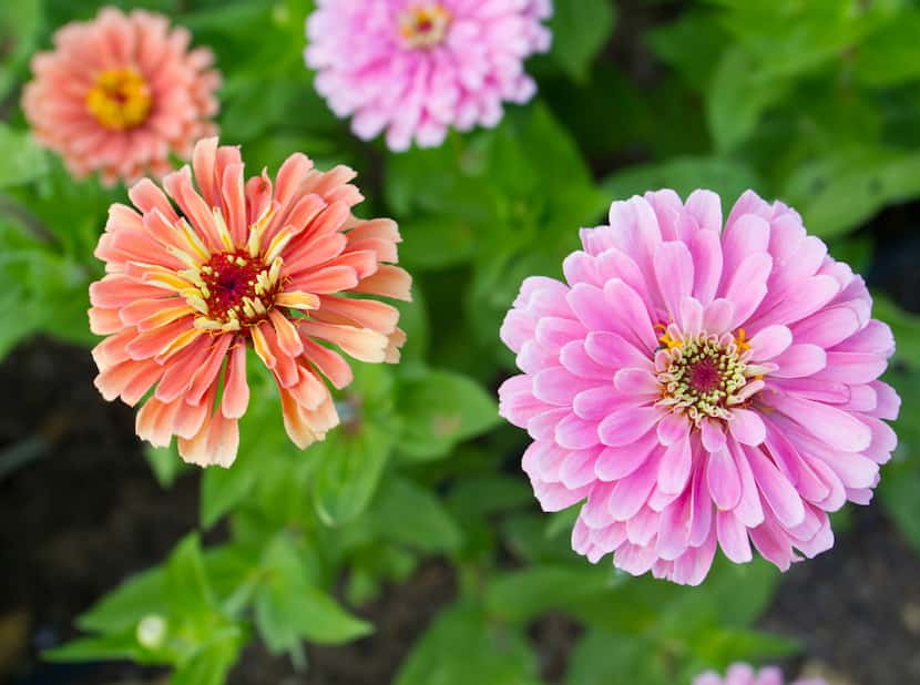 'Benary's Giant Salmon Rose' and 'Miss Willmott' zinnias at Tin Cup Farm in Buffalo