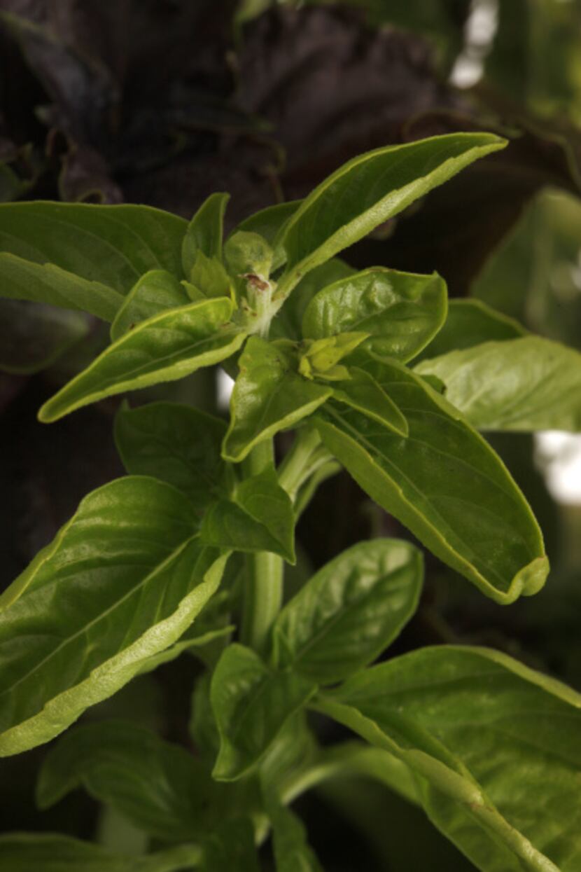 Sweet basil is commonly available because it is used for culinary purposes.