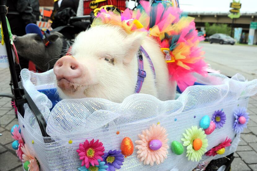 Pixie was dressed in her Sunday best for the parade.