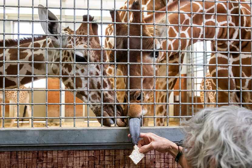 Richard Cohen feeds giraffes at the Dallas Zoo. Although he says he's not supposed to have a...