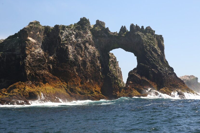 The Farallon Islands, about 30 miles west of San Francisco, support vast seabird colonies...