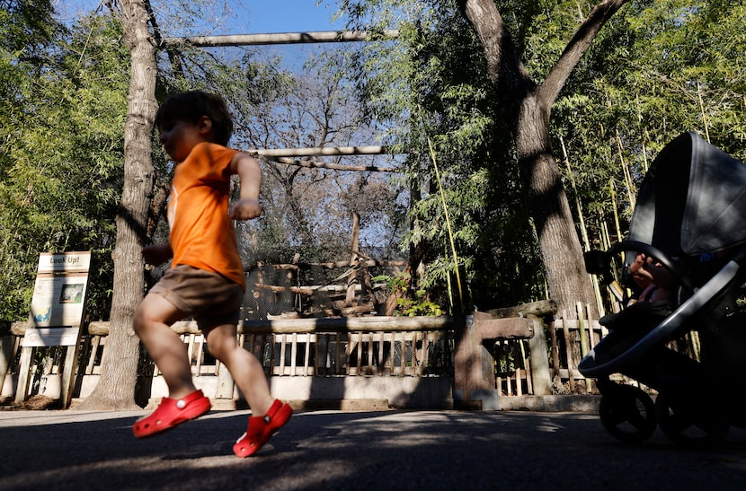 The enclosure for Nova, a clouded leopard at the Dallas Zoo, January 30, 2024. Nova was...