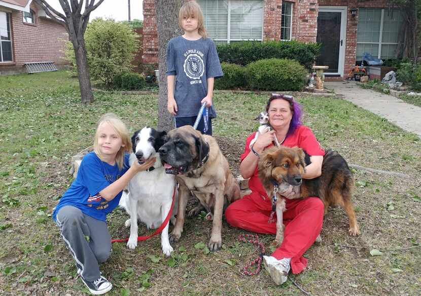 The rescued shepherd renamed Lt. Dan, far right, is shown with his new family in Little Elm....