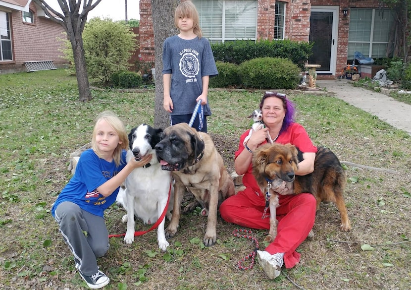 The rescued shepherd renamed Lt. Dan, far right, is shown with his new family in Little Elm....