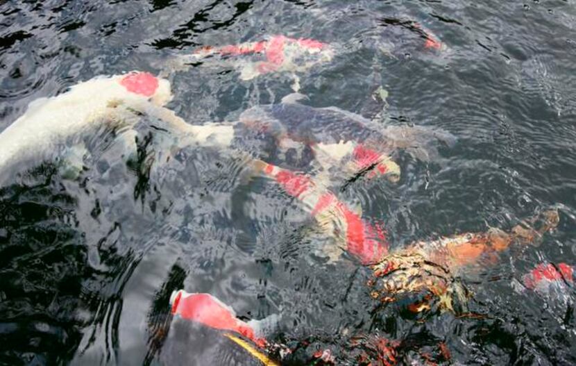 
Fish swim in a 3,000-gallon multi-tiered waterfall on Wednesday, May 21, 2014 in Coppell,...