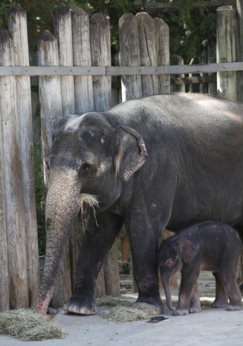 Rash, a 40-year-old Asian elephant, and her 5 day old unnamed calf were viewed by the...