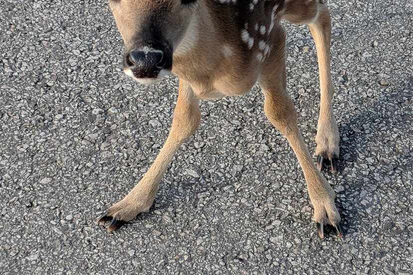 Amy Sethman of Burnet recently came across this white-tailed deer fawn as it crossed a...
