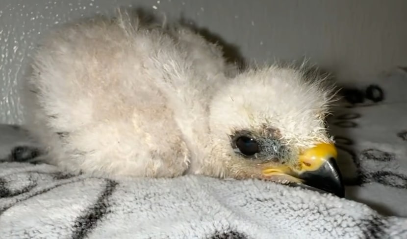 A family rescued a baby bird using a warm tortilla. The bird, named "Taquito" by rescuers,...