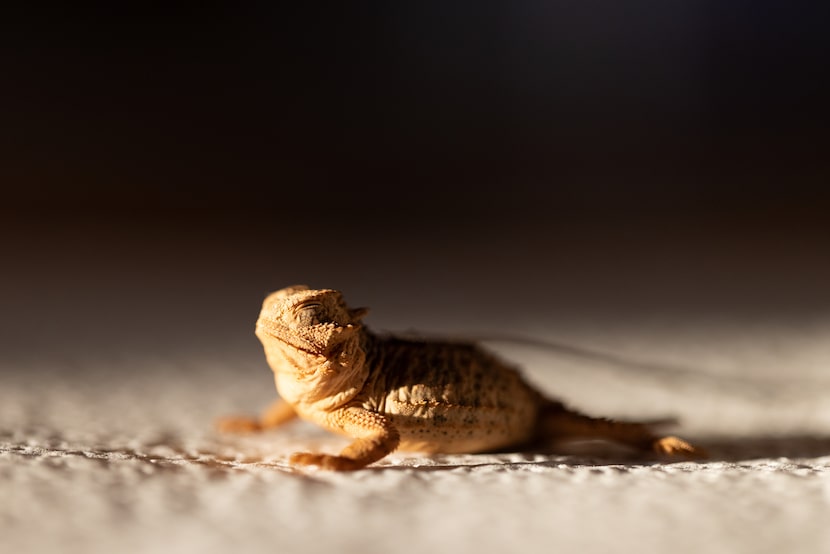 Texas horned lizard released in the wild at Mason Mountain Wildlife Management Area