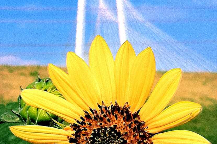 A sunflower bursts with color near the Continental Street bridge in Dallas, with the...