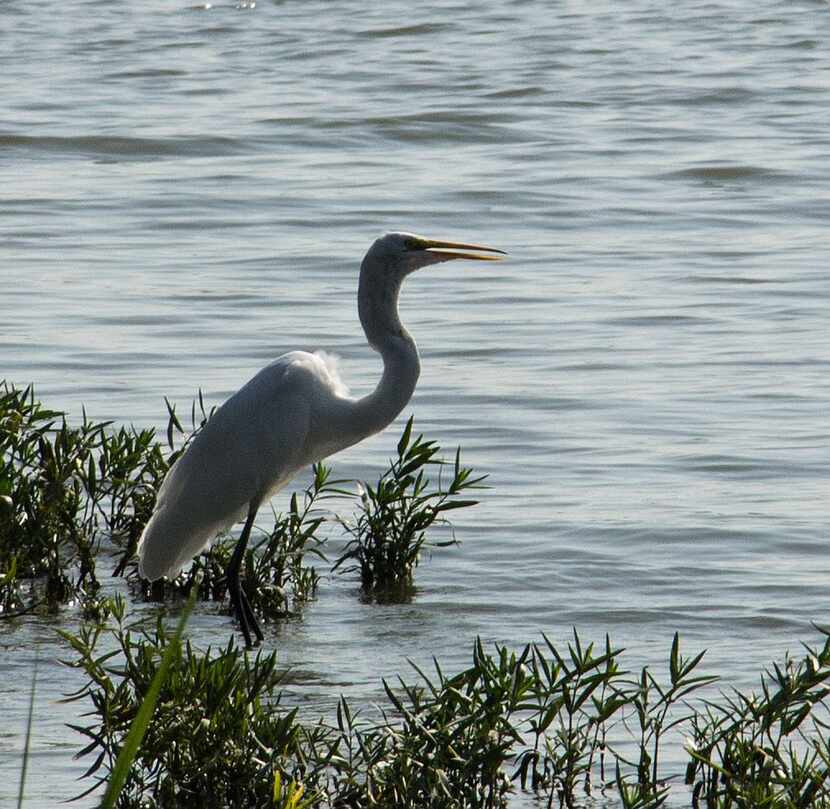 Voters' Choice selection: From Edward Berard, "This great egret just had a small fishy snack...