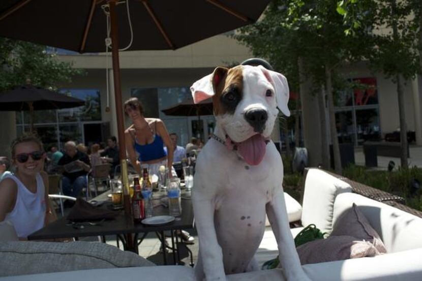 
Dogs may soon be allowed on restaurant patios if Plano City Council takes up the issue. A...