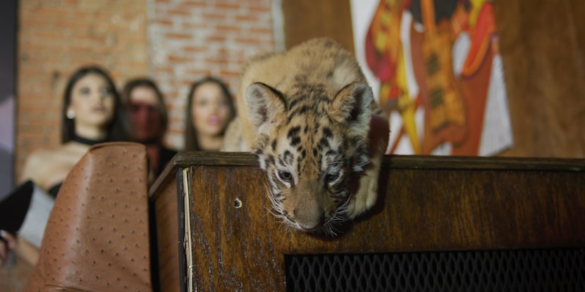 Joe Exotic kept more than 200 tigers at his Oklahoma wildlife park.