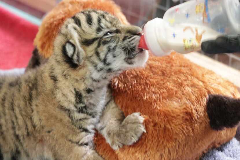 Sumini, the first tiger cub born at the Dallas Zoo since 1948, was born Aug. 2 and weighed...