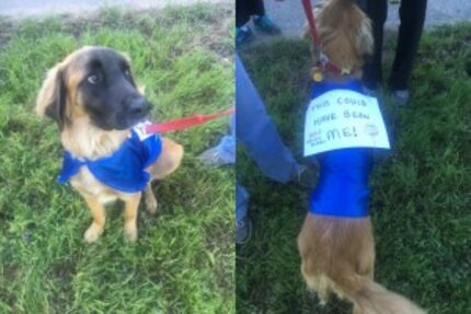  Rescue dog Chewbacca wore a sign saying "This could have been me!" at Saturday's event to...