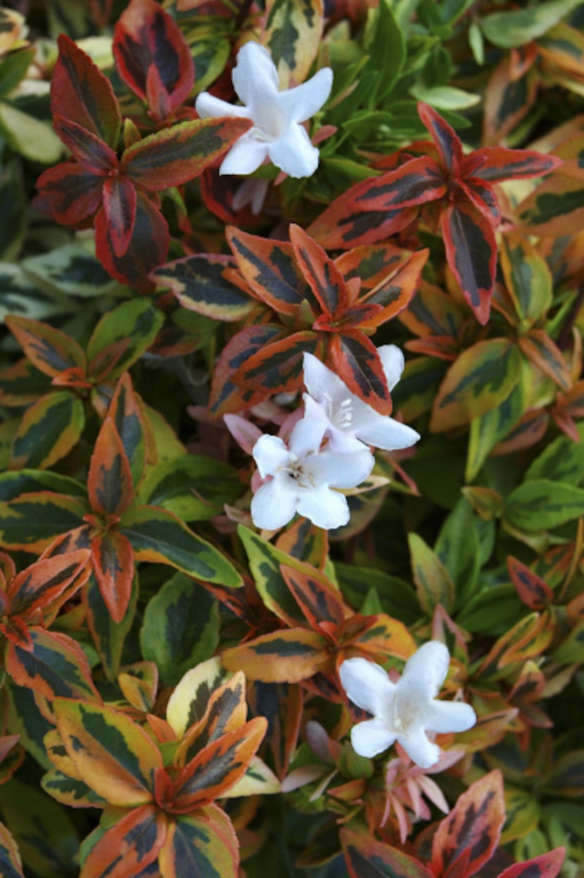 'Bronze Anniversary' abelia in spring color