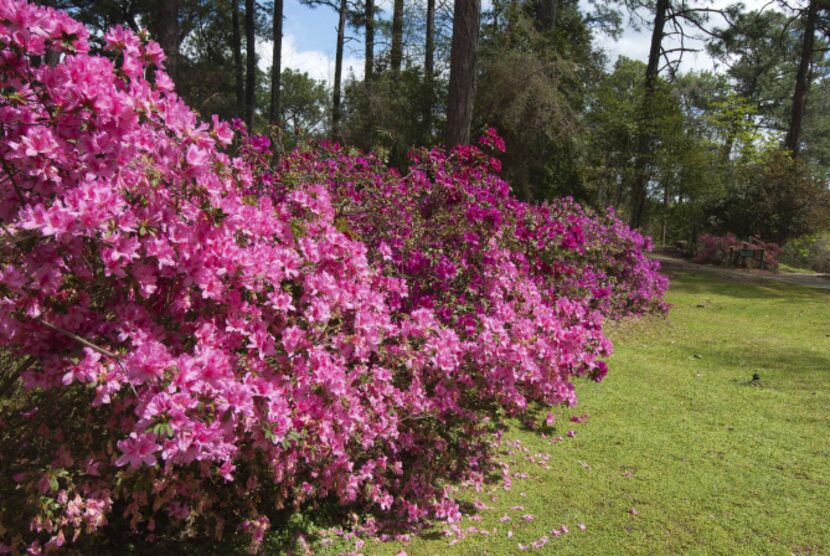 The azalea bushes come into bloom in early spring. Springtime is also the blooming season...