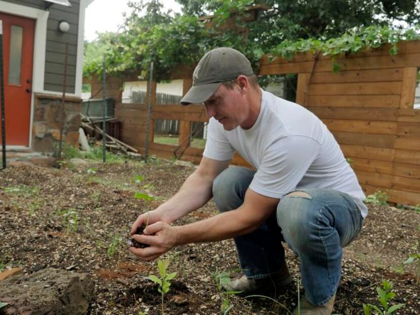 
Stephen Smith transplants okra in one of the backyard beds.
