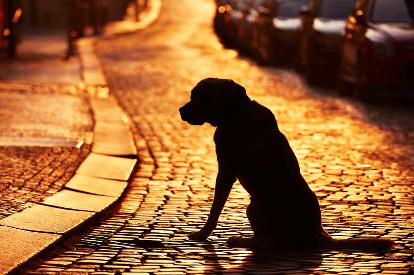 Silhouette of the dog on the street at sunset.
