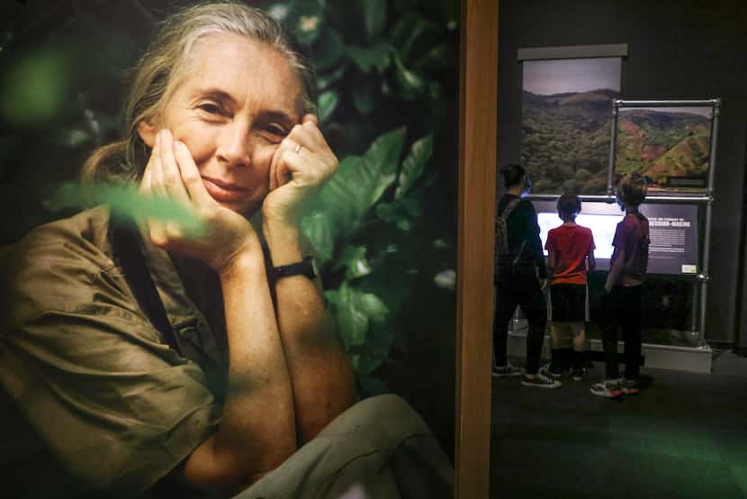 Near the end of her exhibit, Jane Goodall’s portrait leaves visitors with a lasting memory.