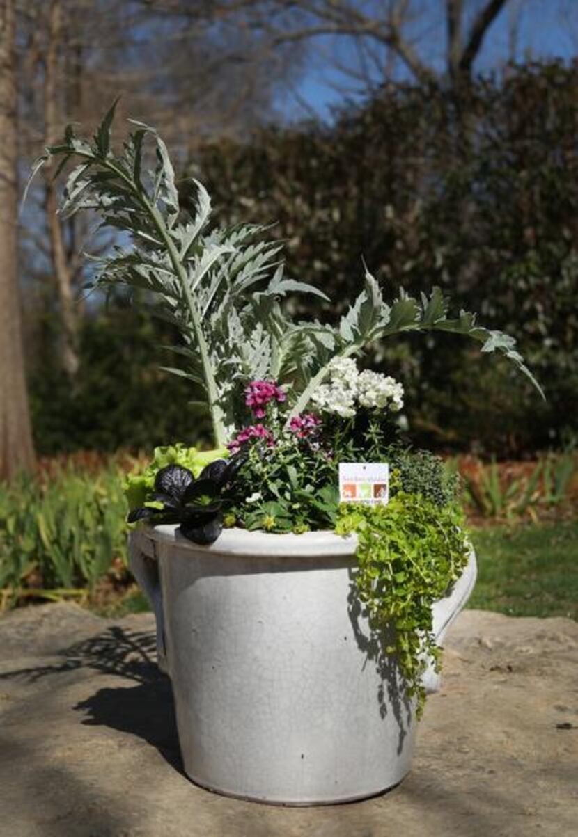 
Harvest Bok Choy featuring: Cardoon (tall silvery green plant in back); Bok Choy (dark...