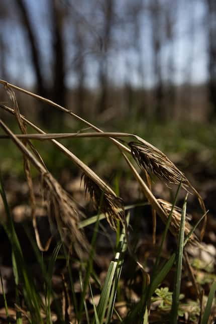 Virginia wild rye, sometimes referred to as Texas wheat, is among the many grasses in the...